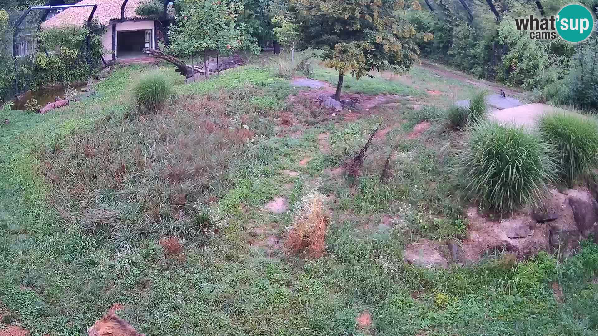 Zoo Ljubljana webcam Löwen