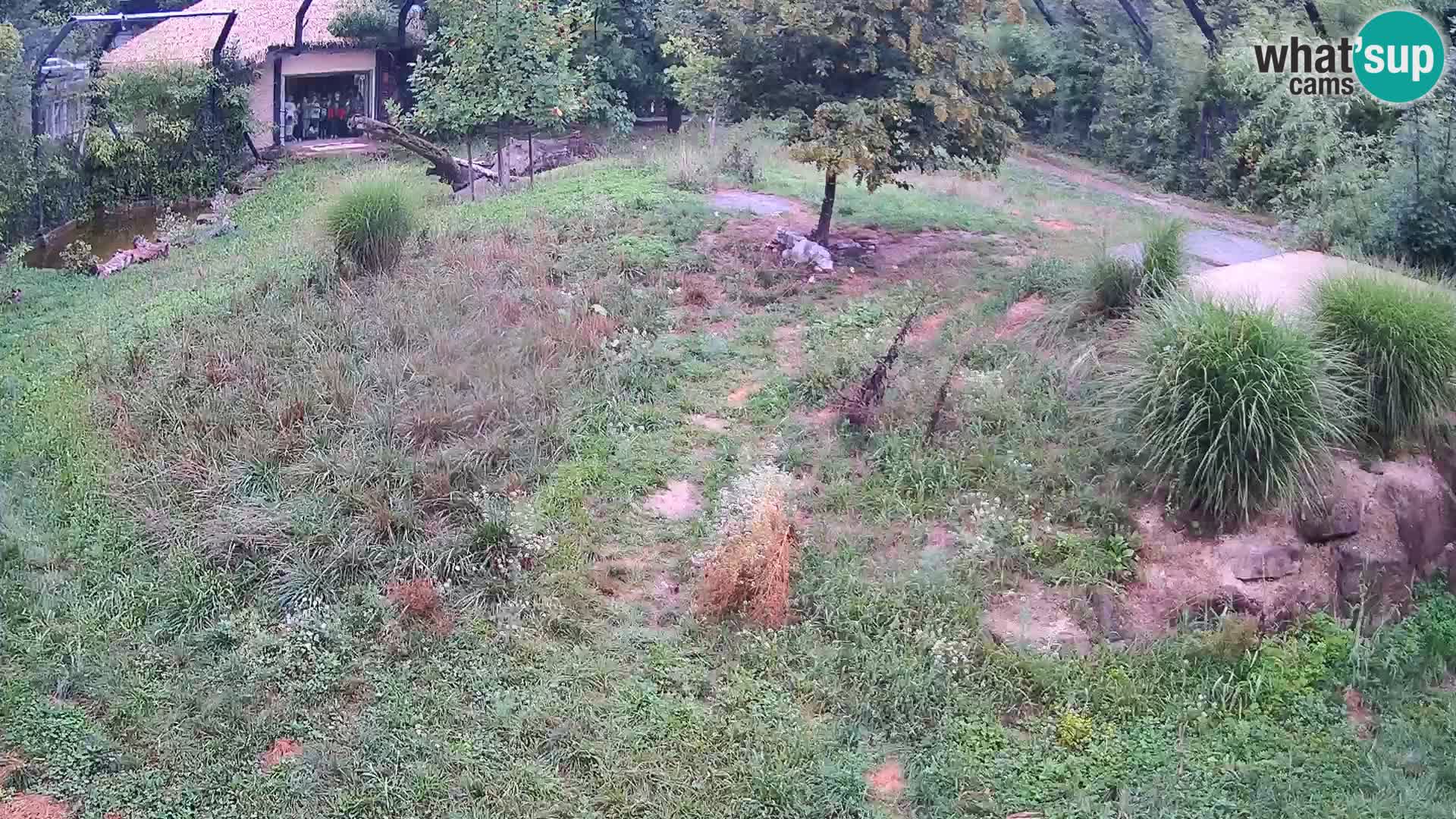 Zoo Lubiana live webcam Leoni