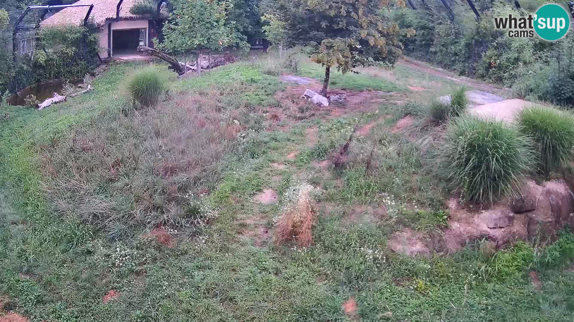 Ljubljana Zoo webcam Lion