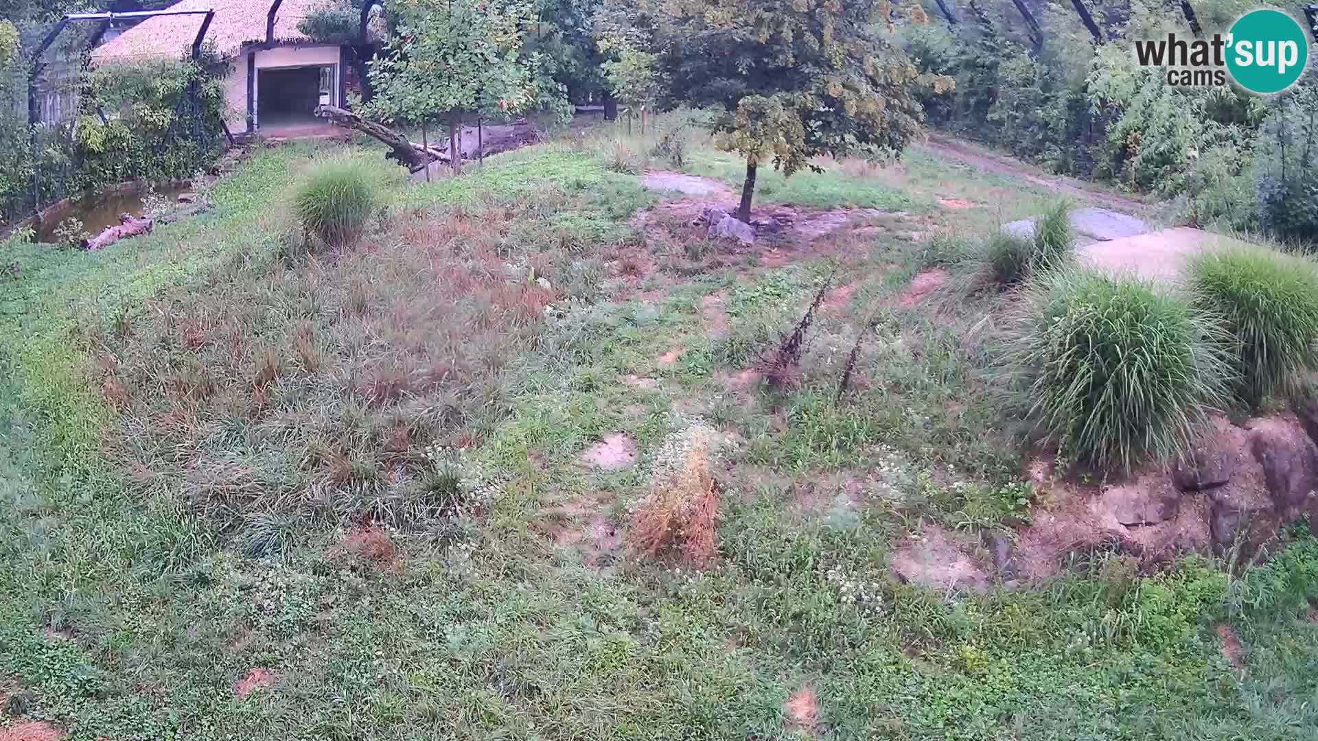 Ljubljana Zoo webcam Lion