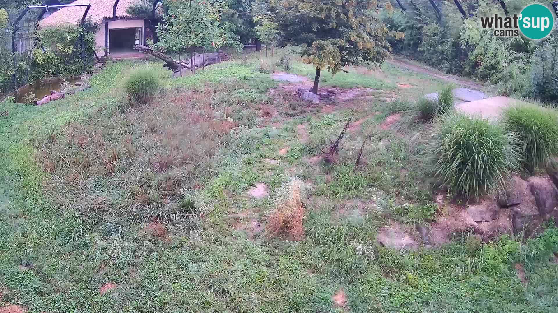 Zoo Ljubljana webcam Löwen