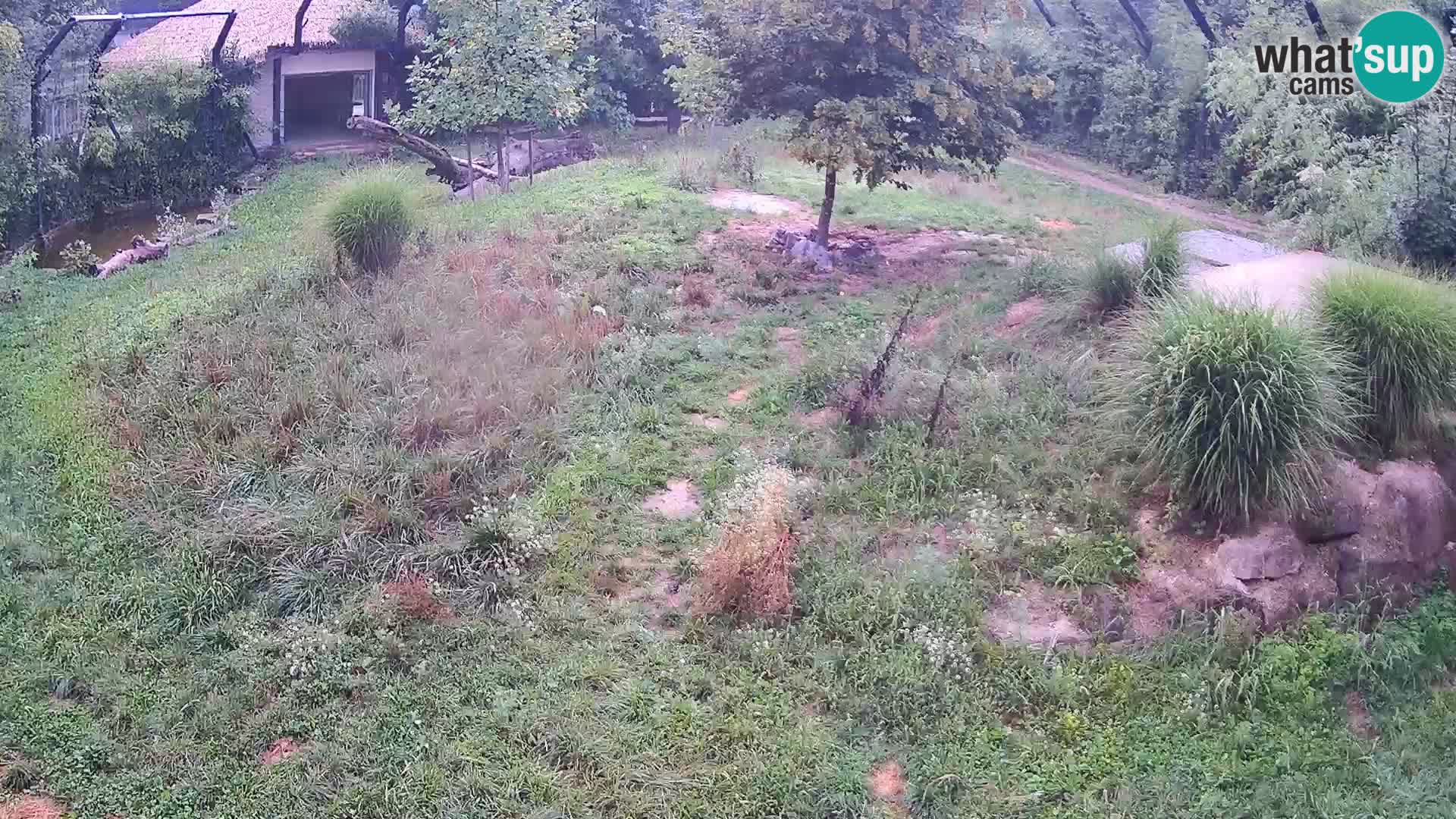 Live Ljubljana Zoo webcam Lion