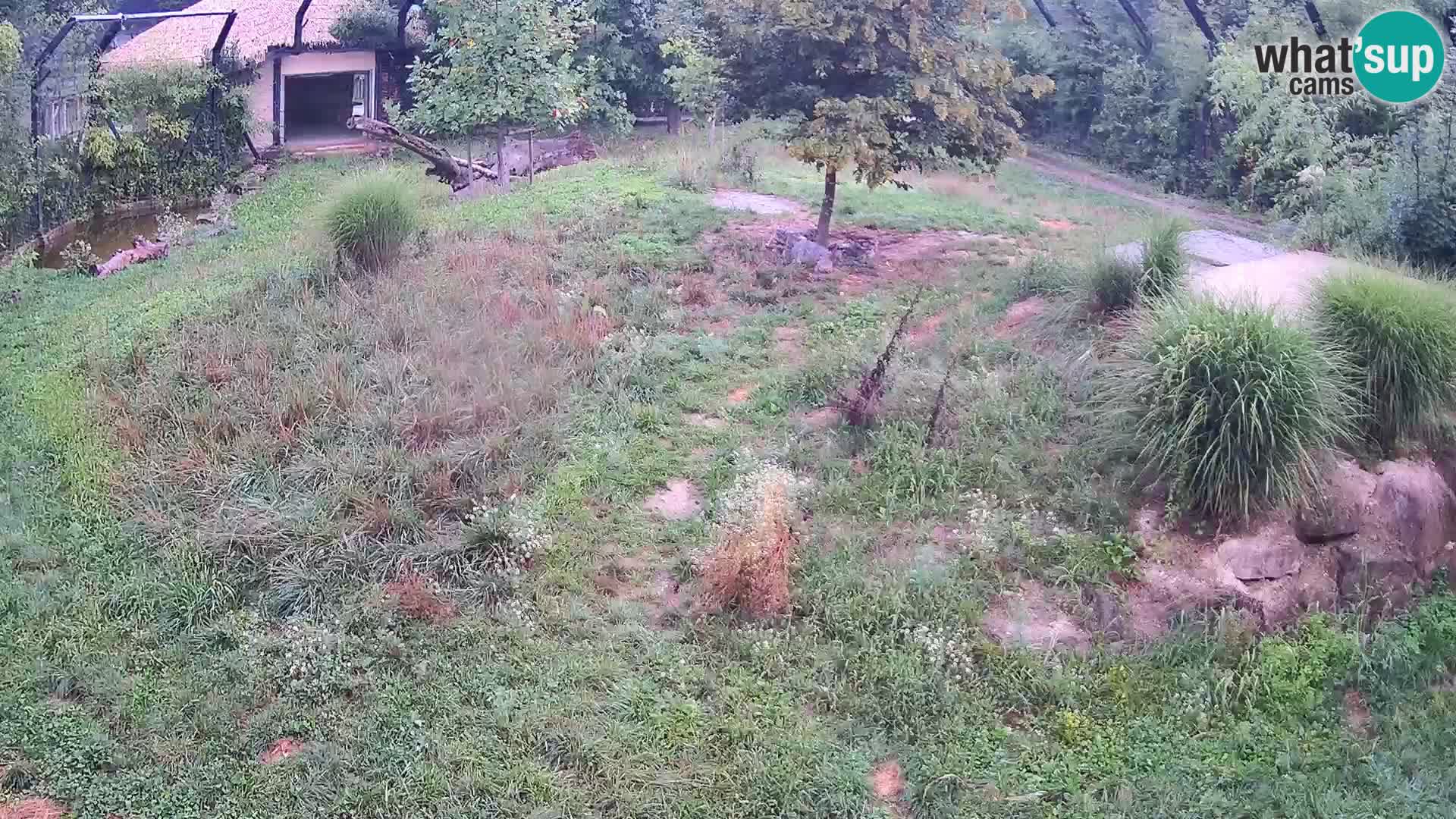 Zoo Ljubljana camera en vivo Leones
