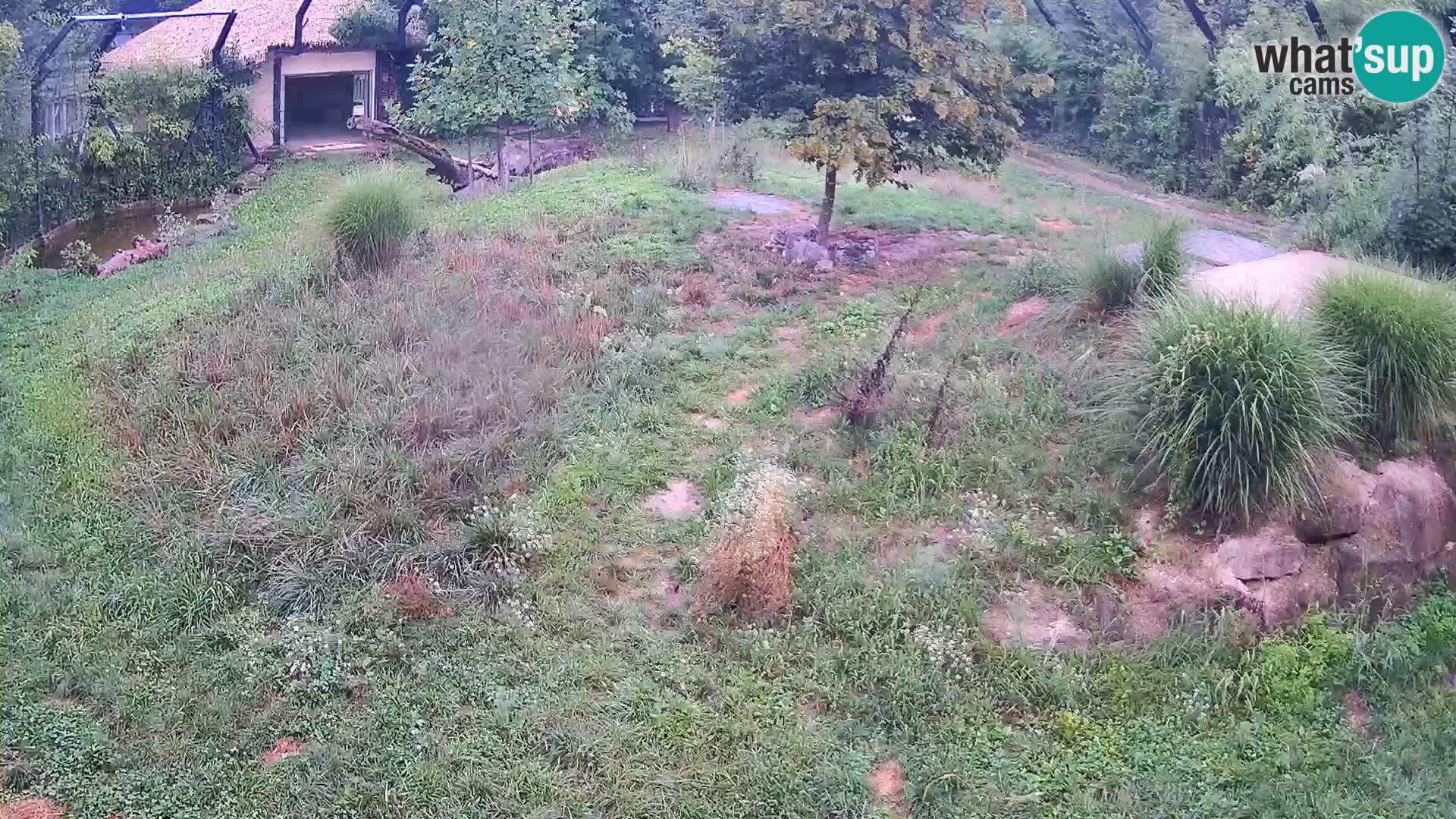 Zoo Lubiana live webcam Leoni