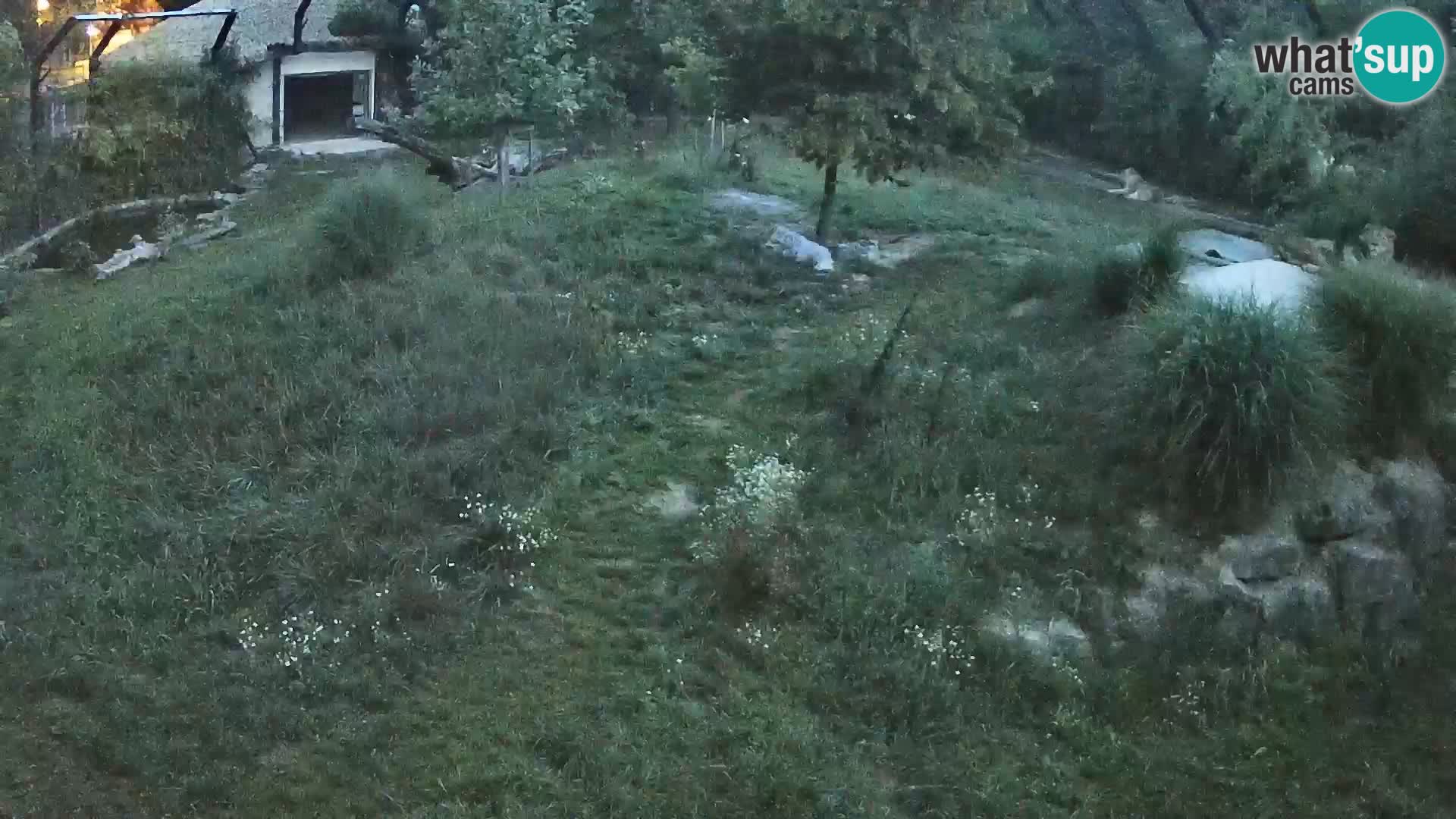 Zoo Ljubljana webcam Löwen