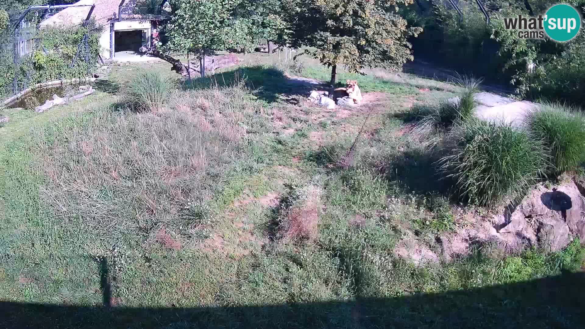 Zoo Ljubljana webcam Löwen