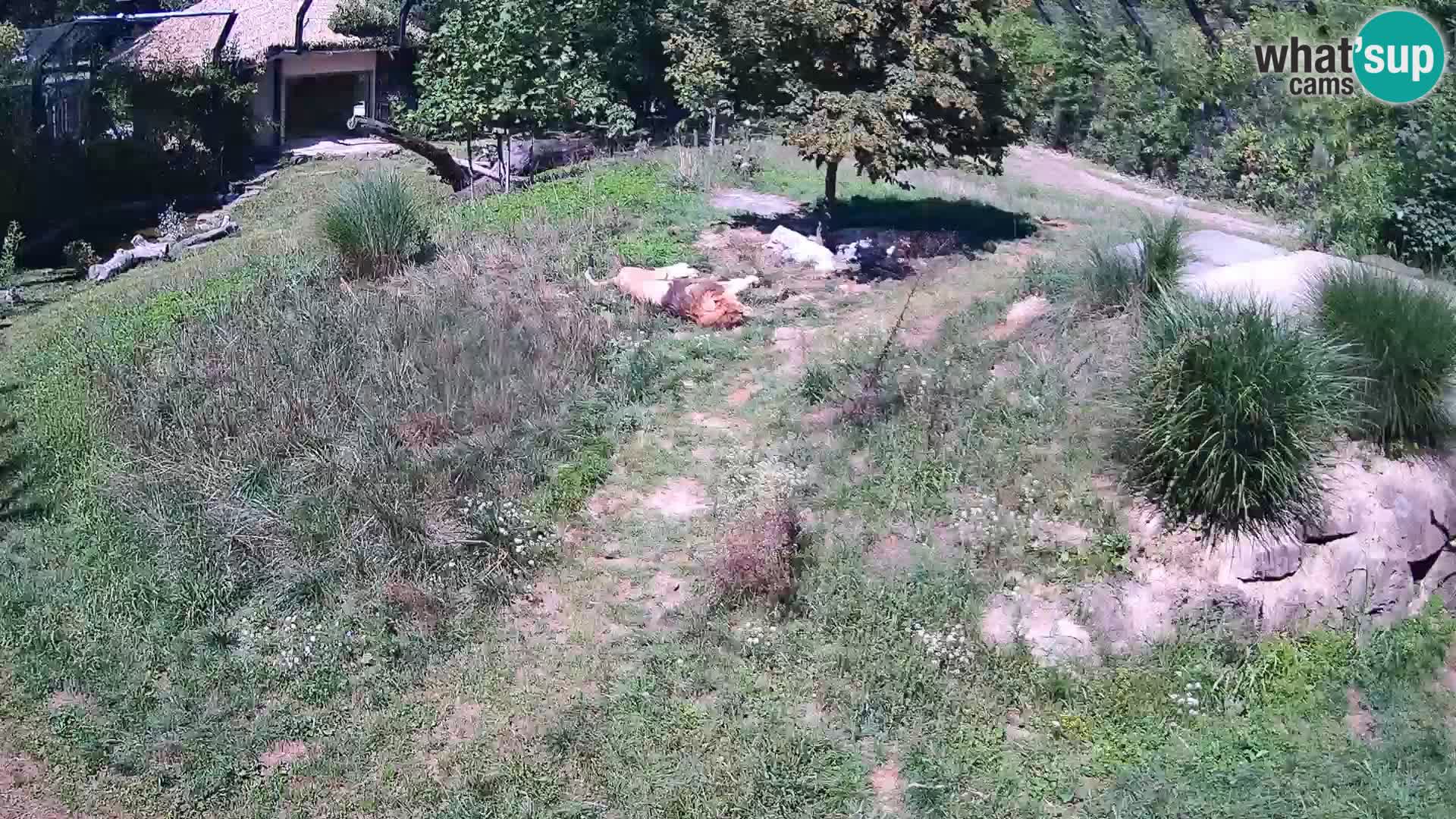 Live Ljubljana Zoo webcam Lion
