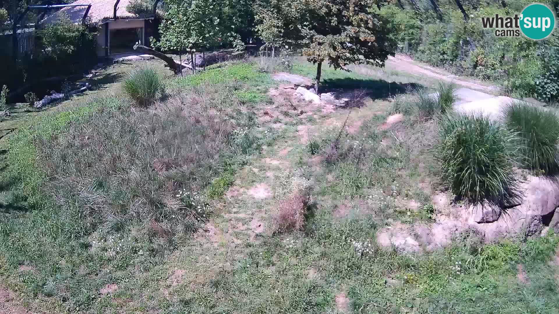 Zoo Ljubljana web kamera Lavovi