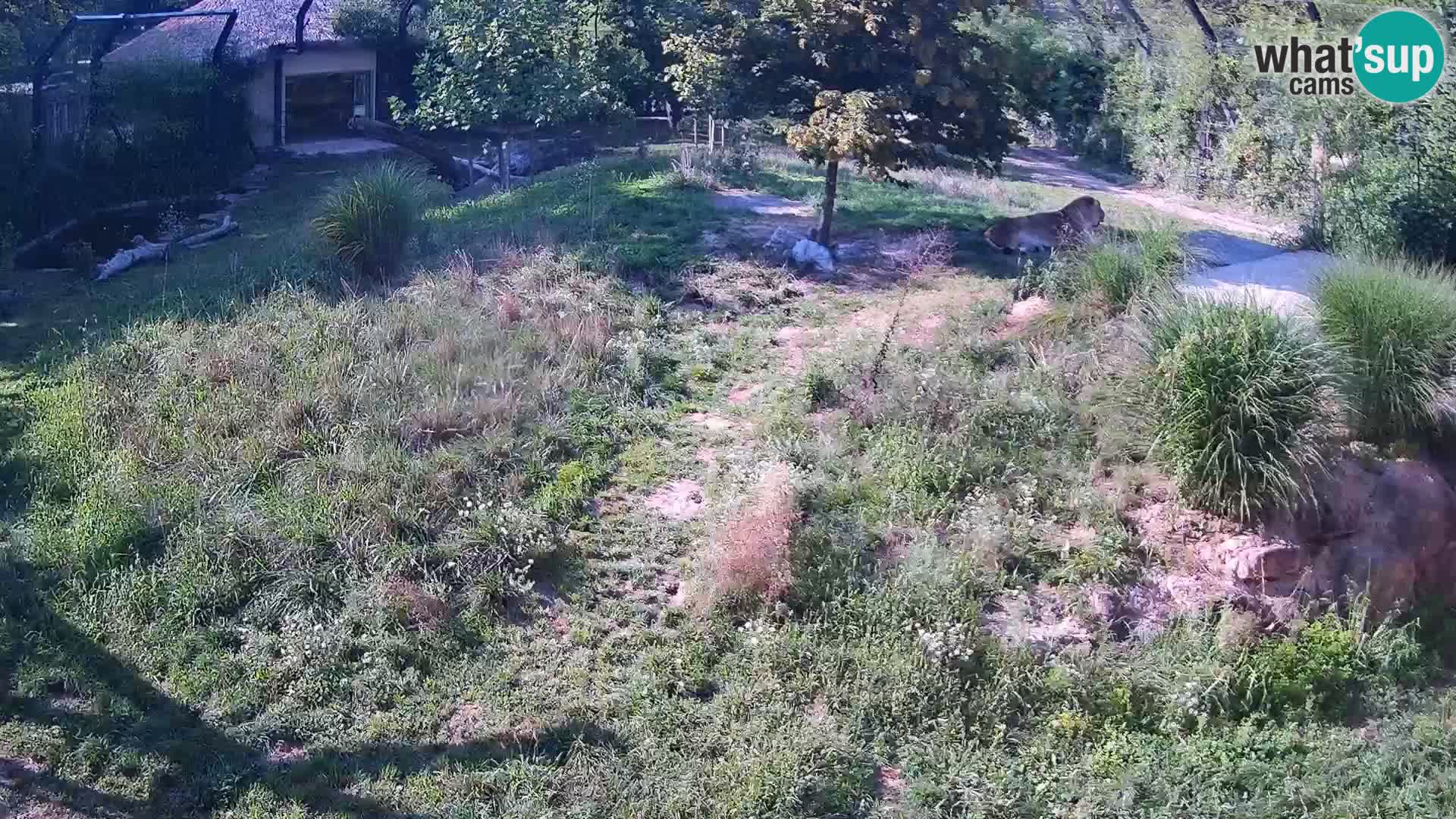 Zoo Ljubljana web kamera Lavovi