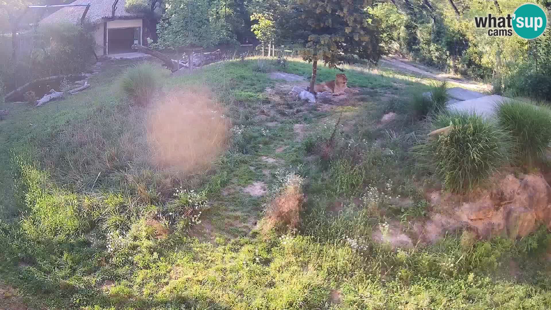 Zoo Lubiana live webcam Leoni
