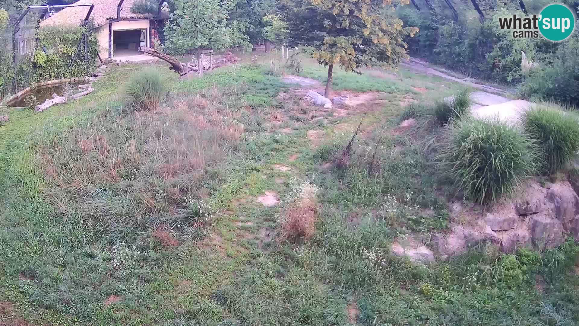 Zoo Lubiana live webcam Leoni