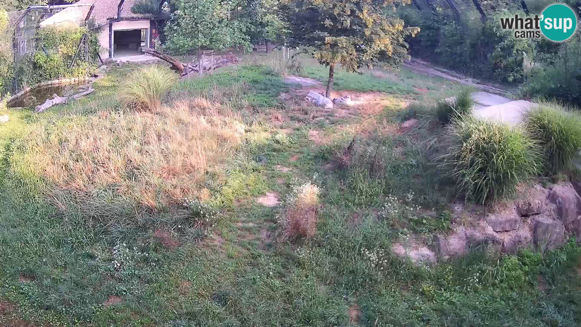 Zoo Ljubljana camera en vivo Leones