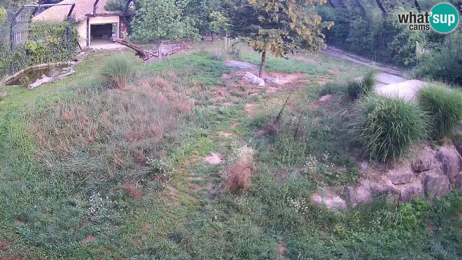 Zoo Lubiana live webcam Leoni