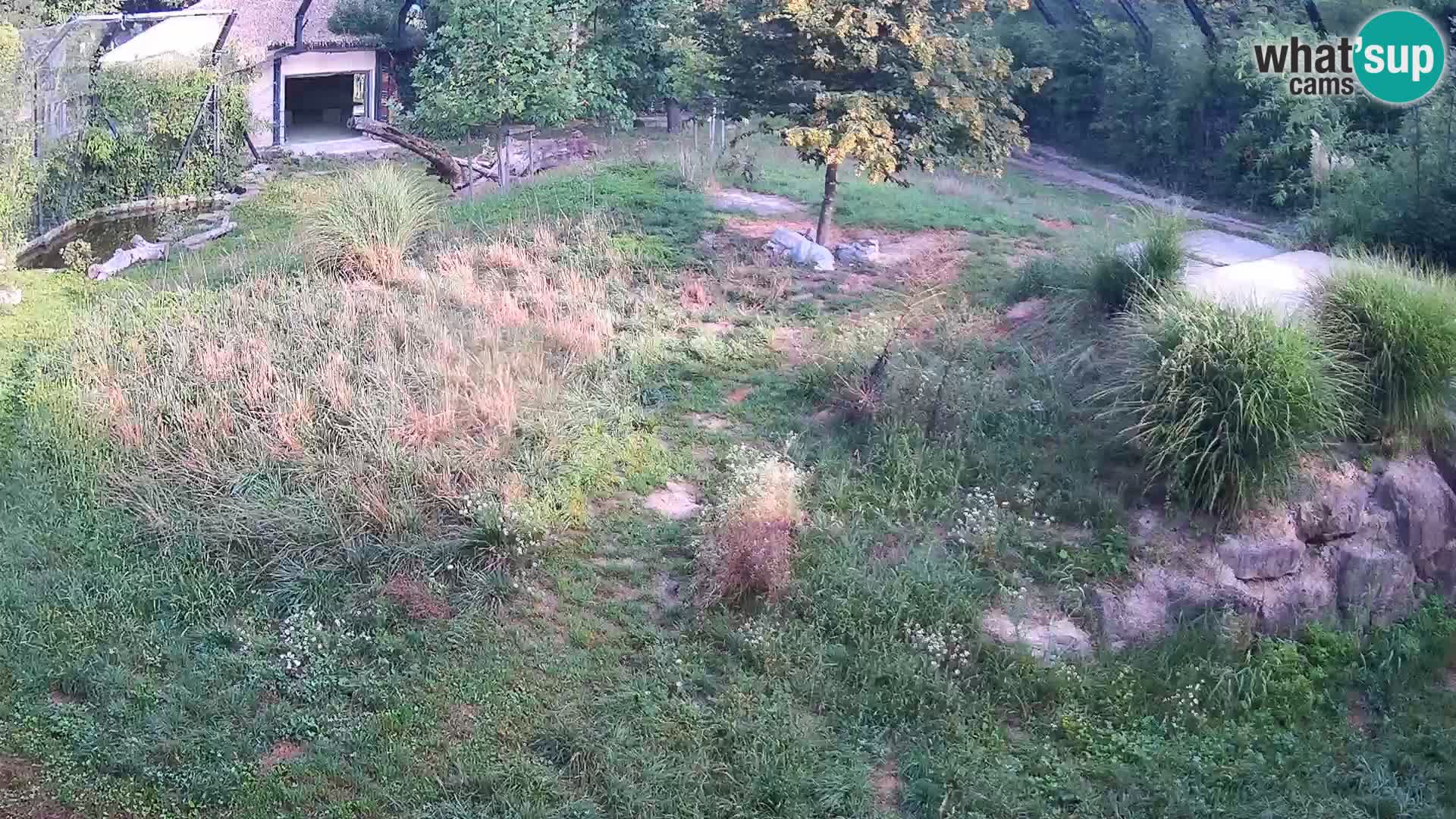 Zoo Ljubljana web kamera Lavovi