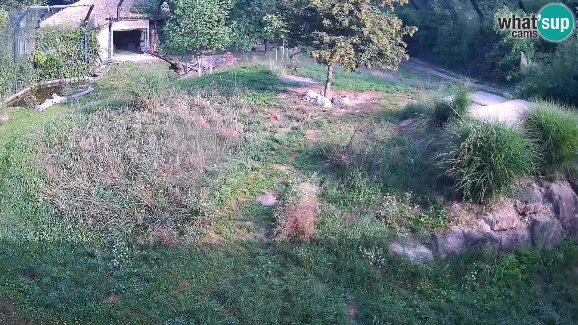 Ljubljana Zoo webcam Lion