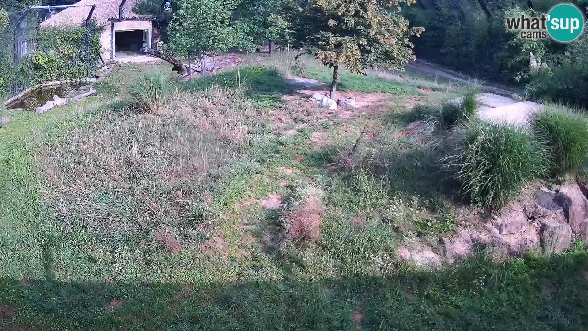 Zoo Ljubljana webcam Löwen