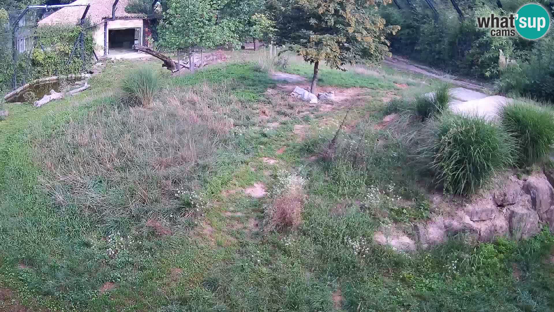 Zoo Ljubljana webcam Löwen