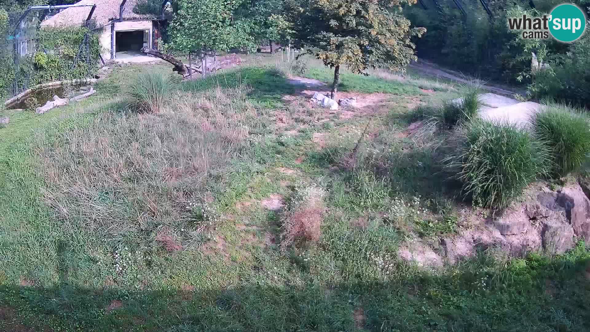 Zoo Ljubljana camera en vivo Leones