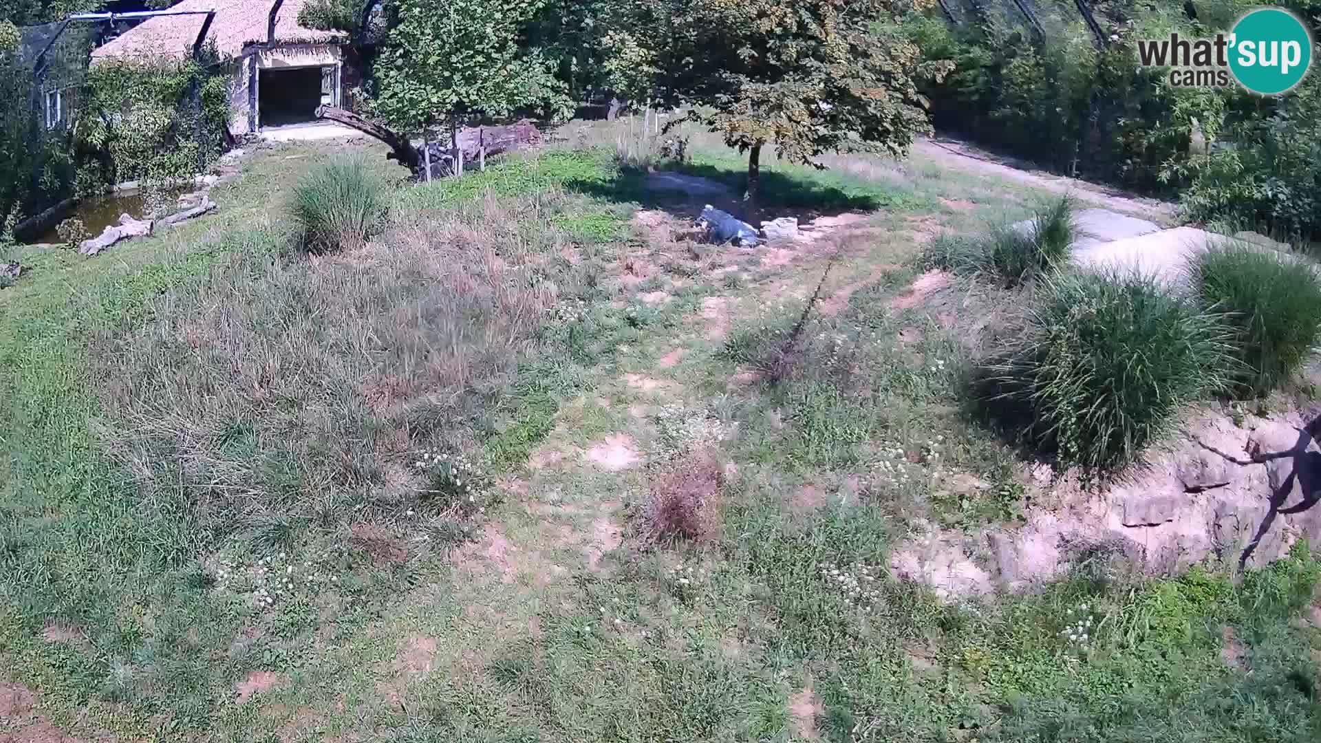 Živalski vrt Ljubljana kamera v živo Levi