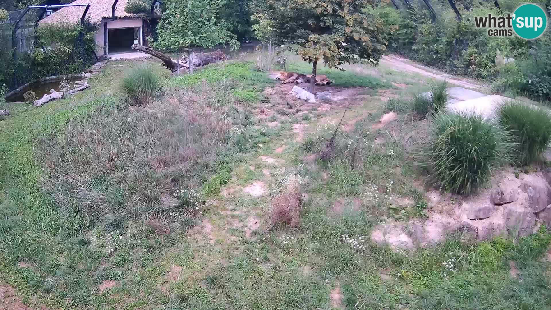 Zoo Lubiana live webcam Leoni