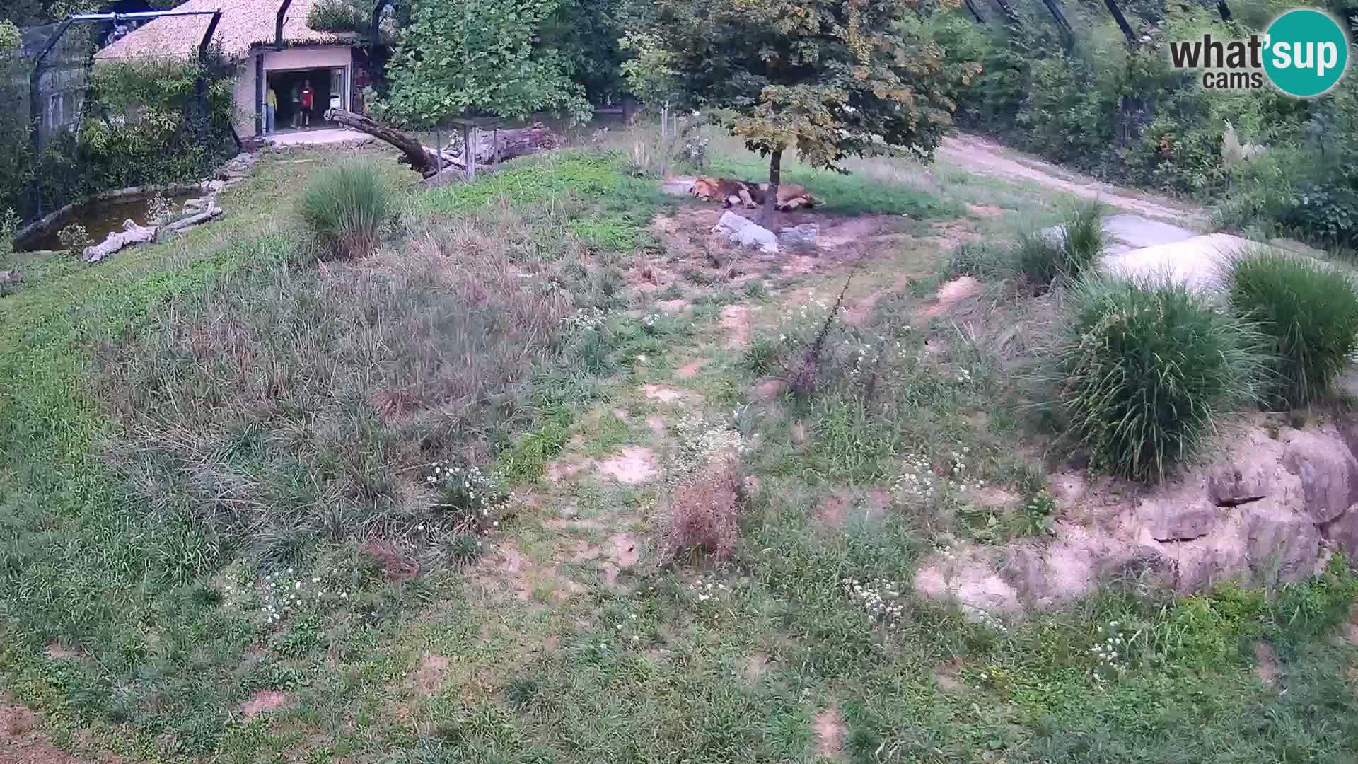 Zoo Lubiana live webcam Leoni