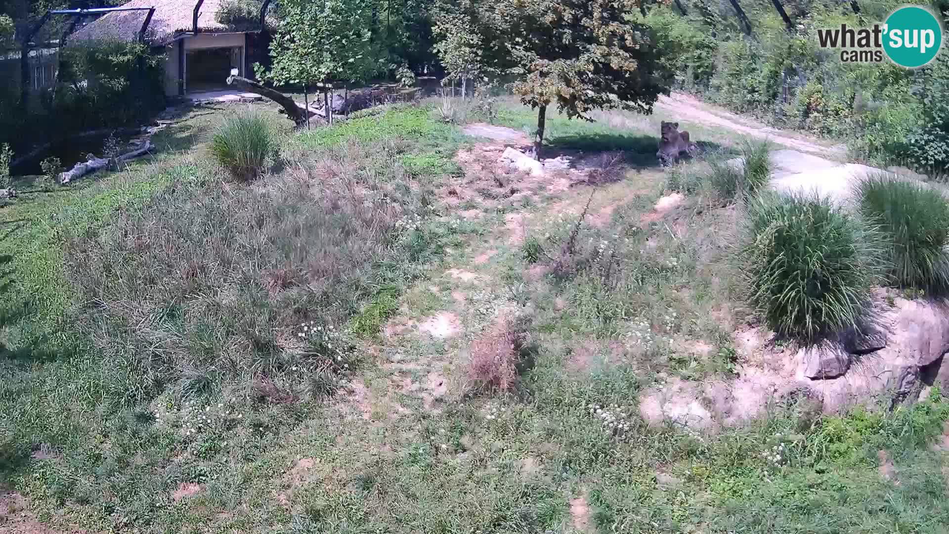 Ljubljana Zoo webcam Lion