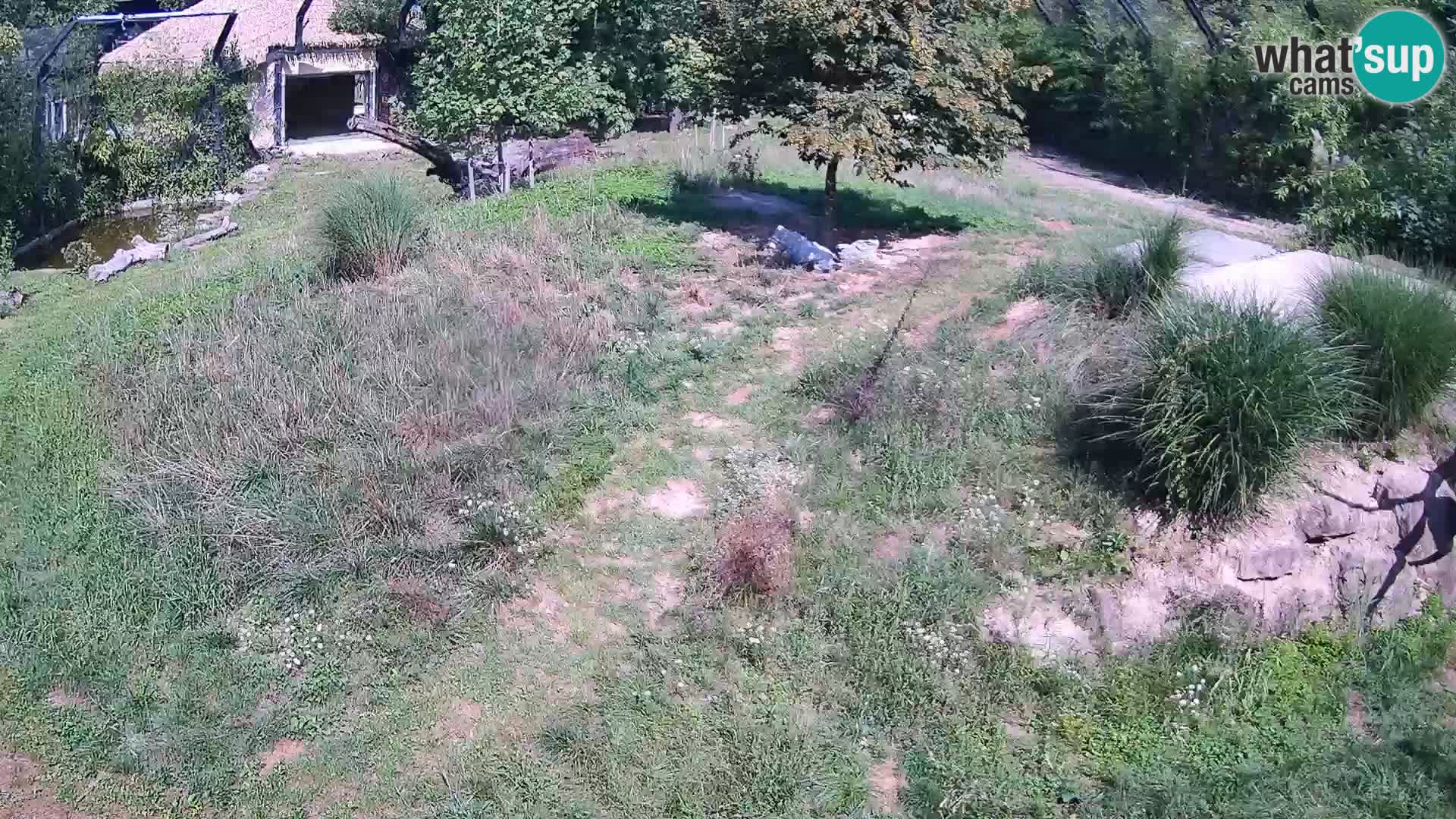 Ljubljana Zoo webcam Lion