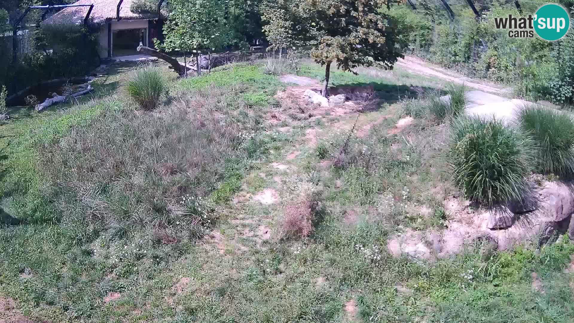 Zoo Ljubljana web kamera Lavovi