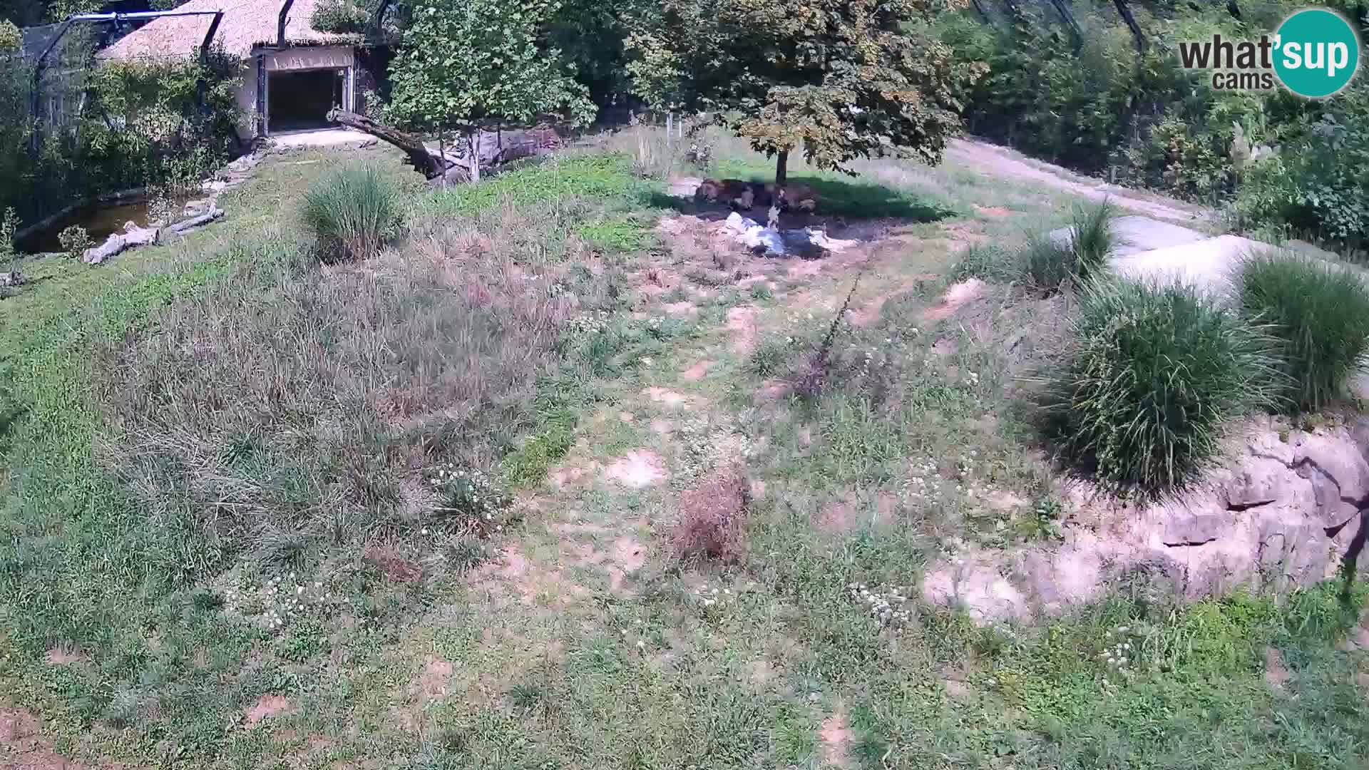 Zoo Ljubljana webcam Löwen
