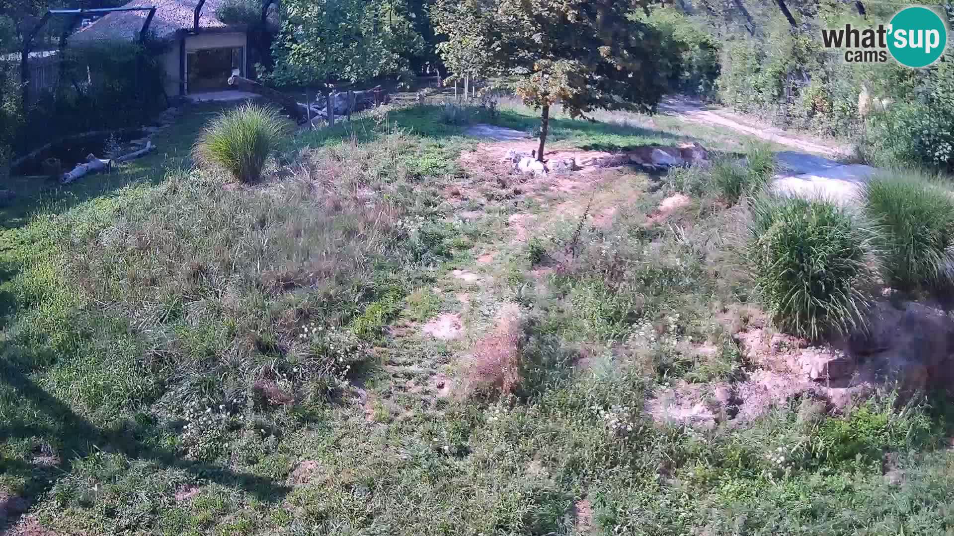 Zoo Ljubljana webcam Löwen