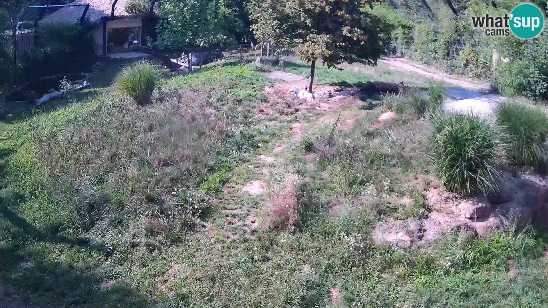 Zoo Ljubljana webcam Löwen