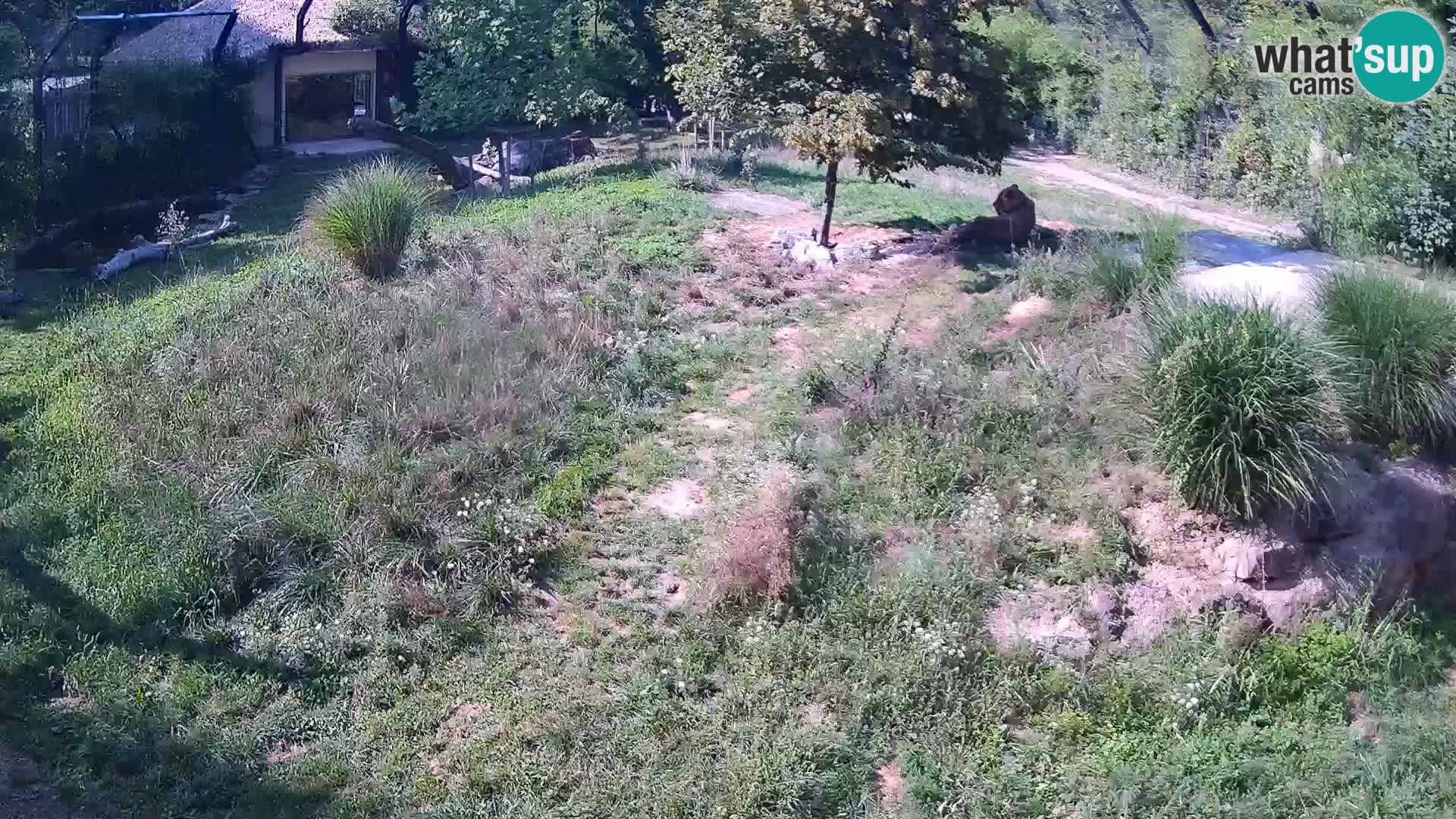 Zoo Ljubljana camera en vivo Leones