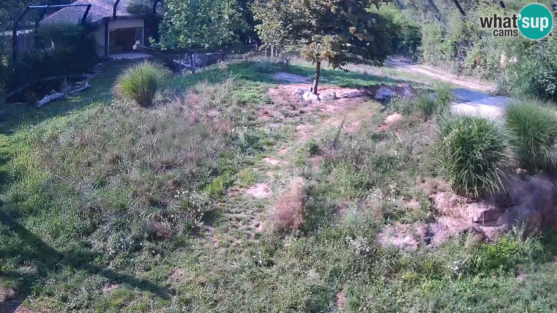 Zoo Ljubljana webcam Löwen