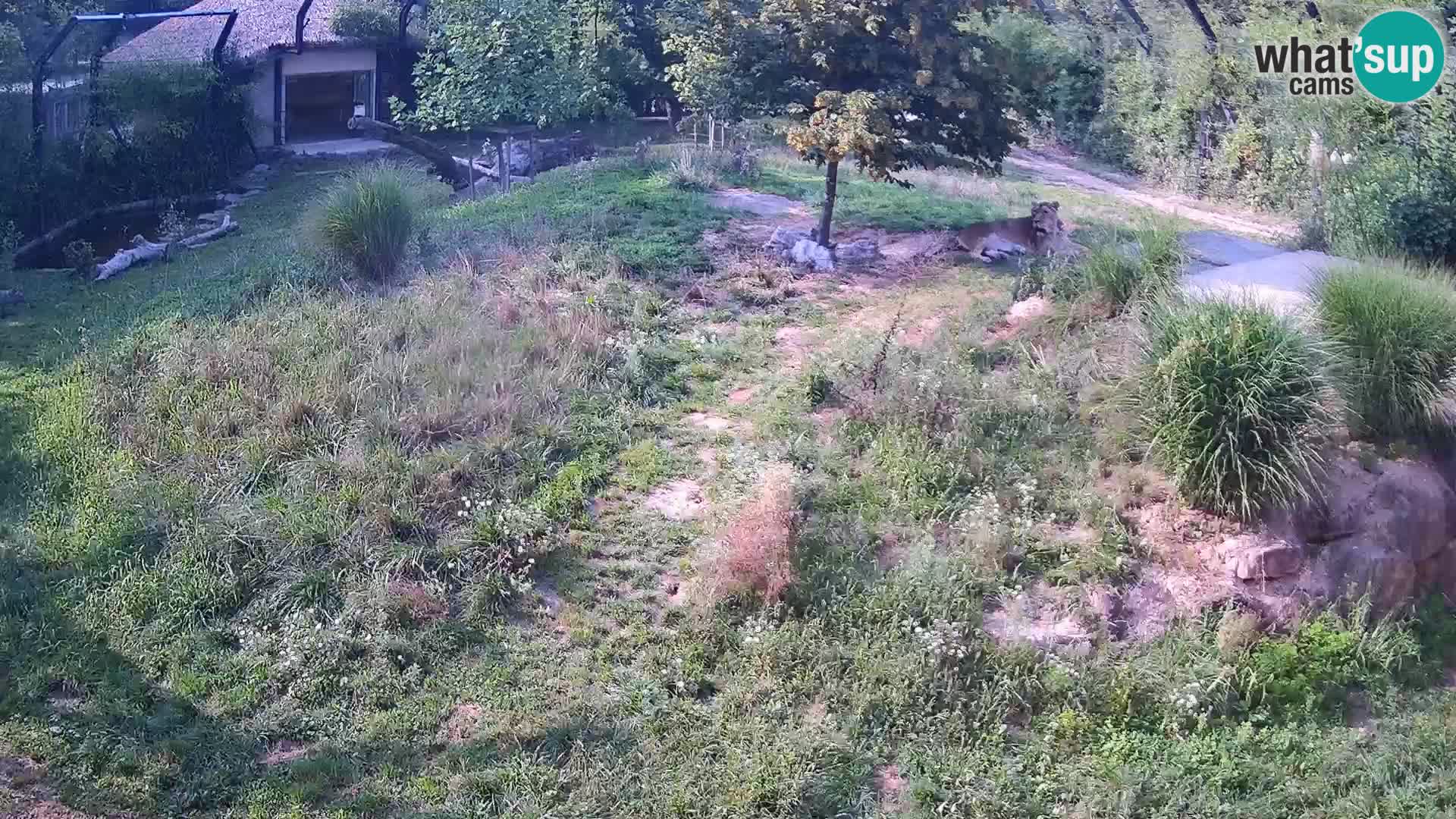 Ljubljana Zoo webcam Lion
