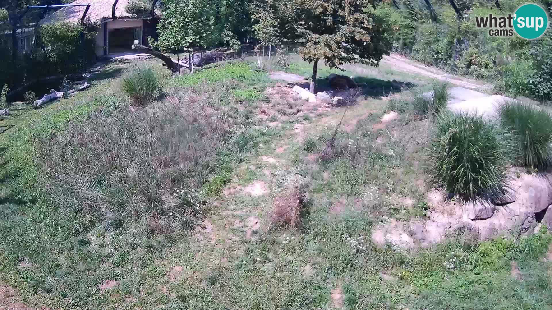 Zoo Ljubljana camera en vivo Leones