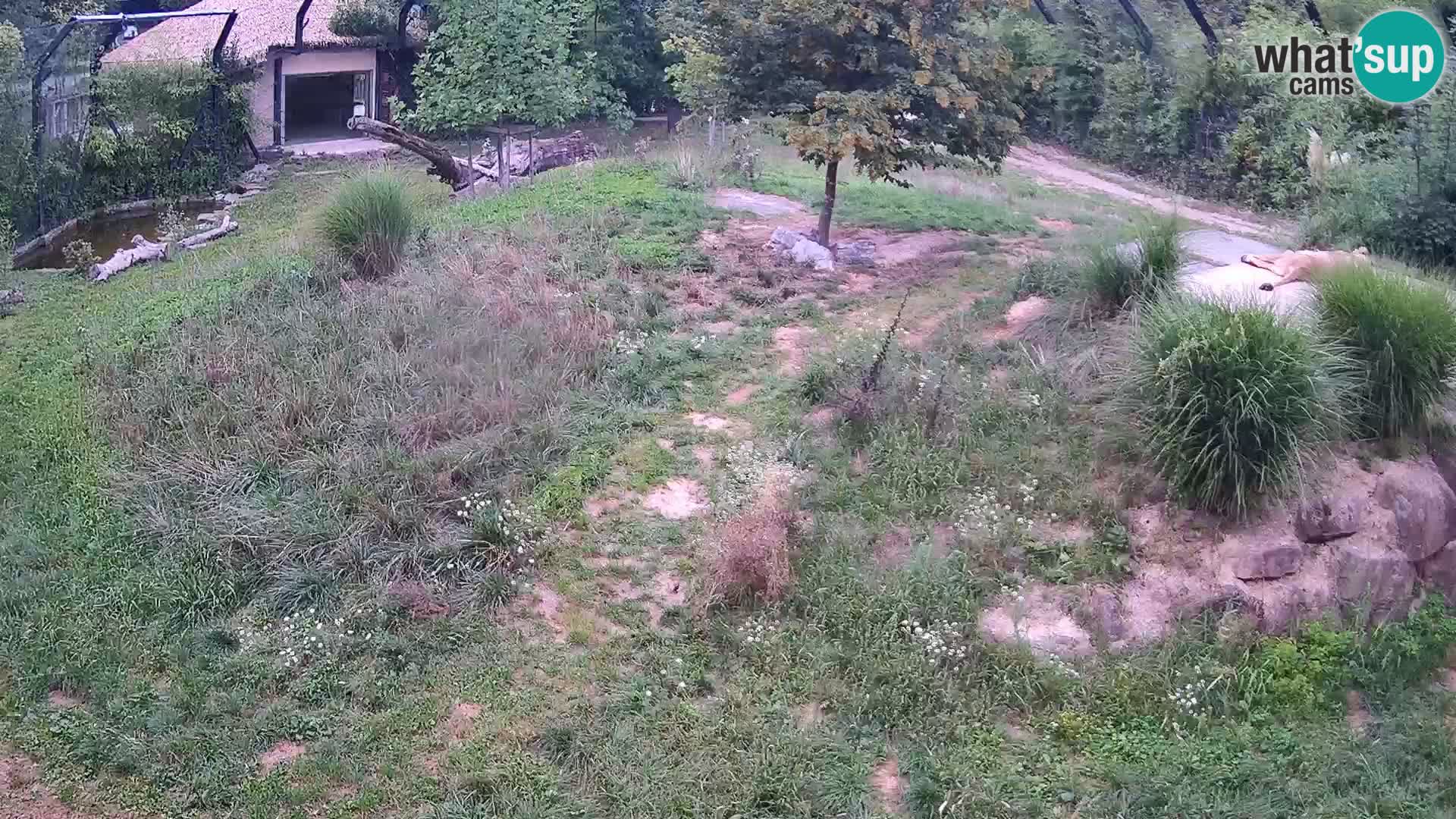 Živalski vrt Ljubljana kamera v živo Levi
