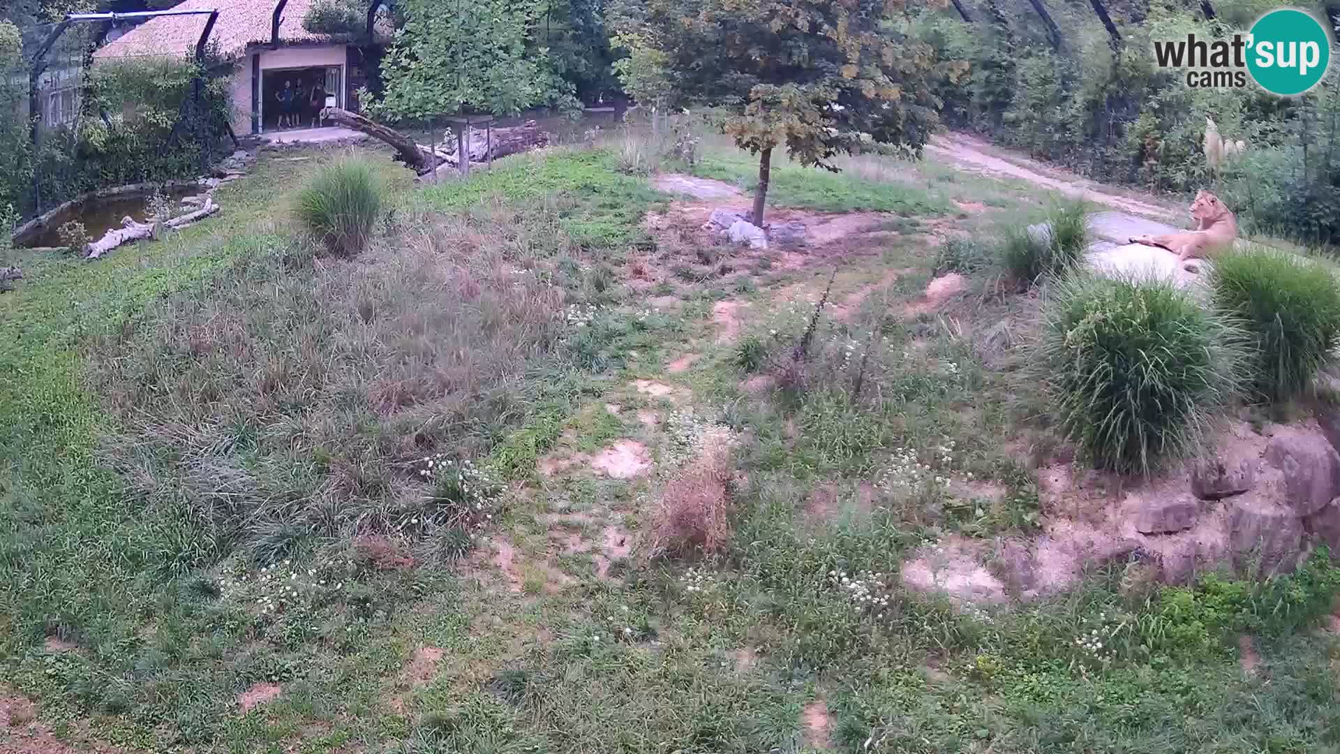 Ljubljana Zoo webcam Lion