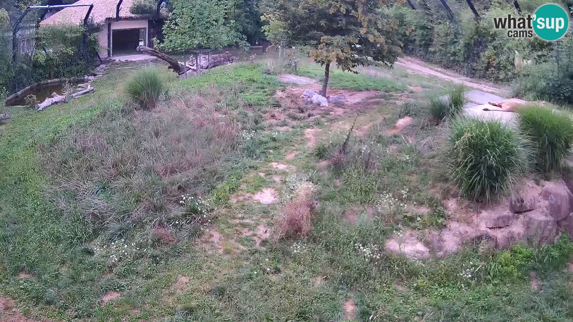 Zoo Ljubljana camera en vivo Leones