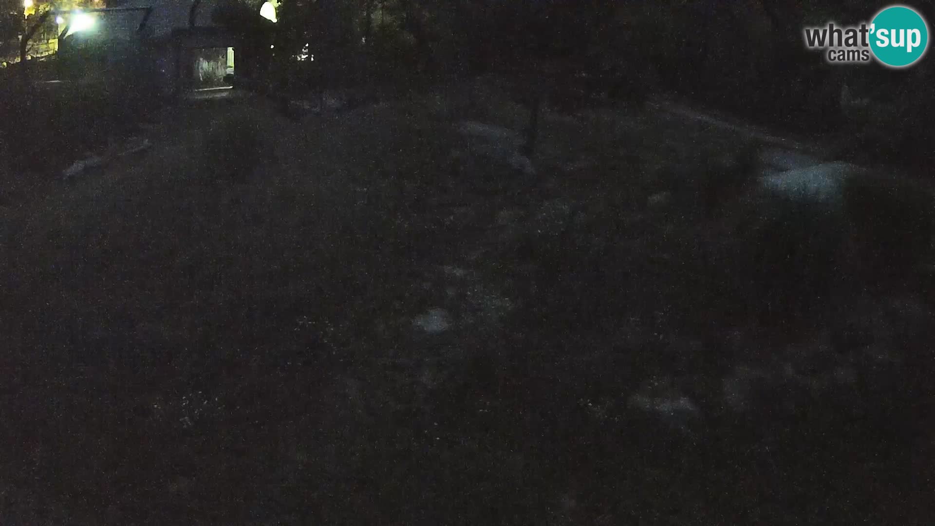 Live Ljubljana Zoo webcam Lion