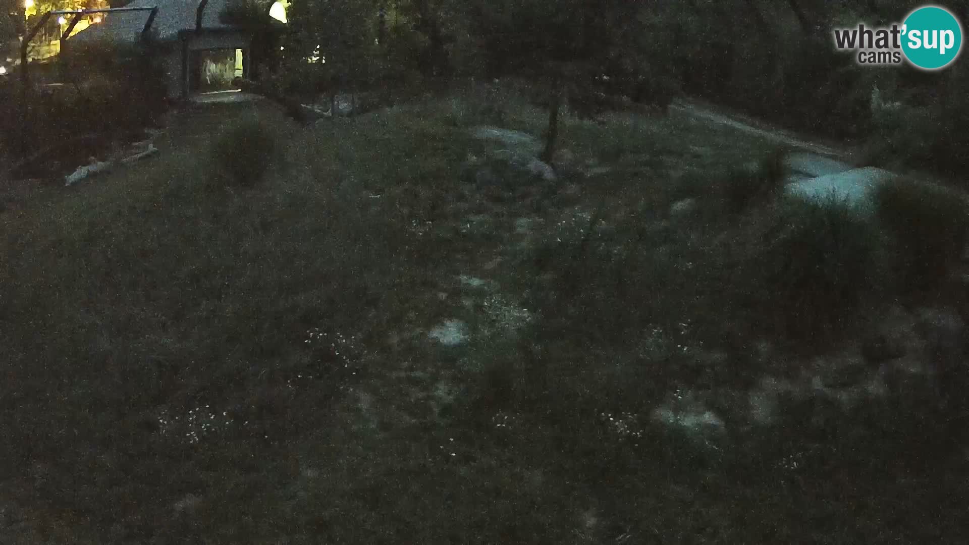 Zoo Ljubljana camera en vivo Leones