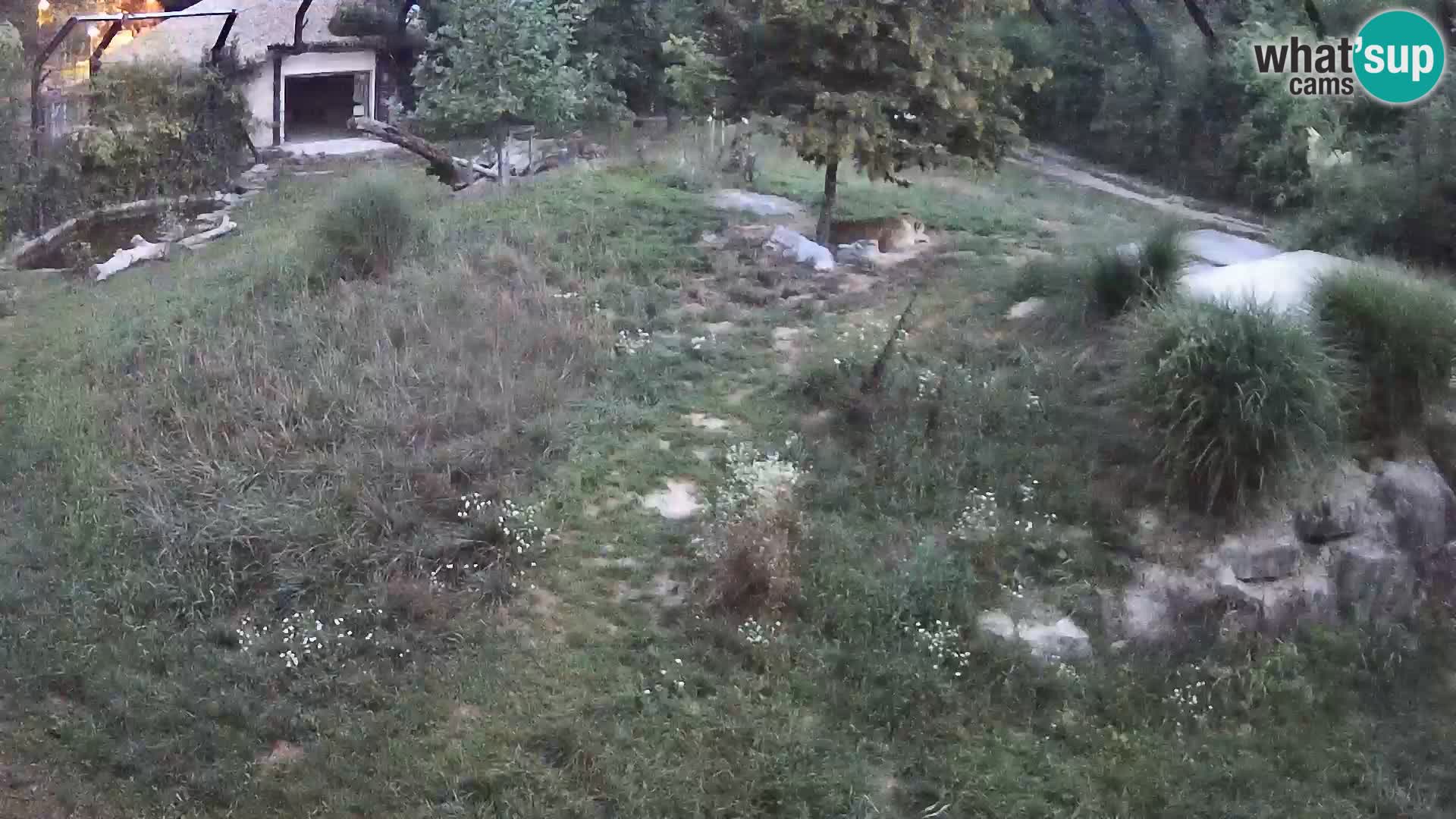 Zoo Ljubljana camera en vivo Leones