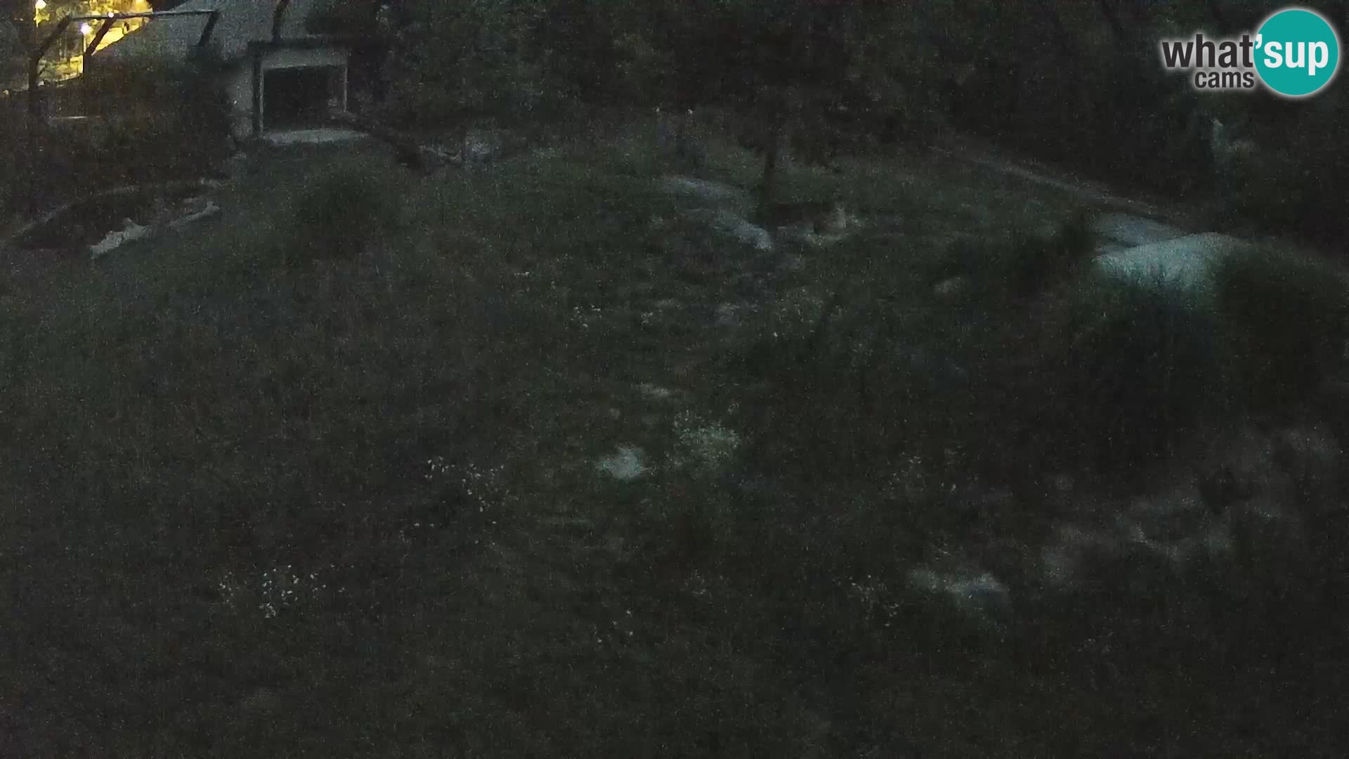 Zoo Ljubljana webcam Löwen