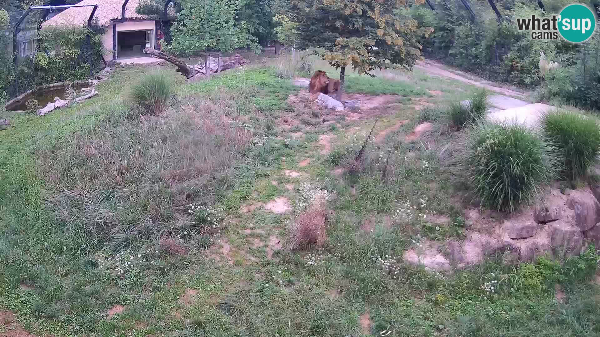 Zoo Ljubljana webcam Löwen