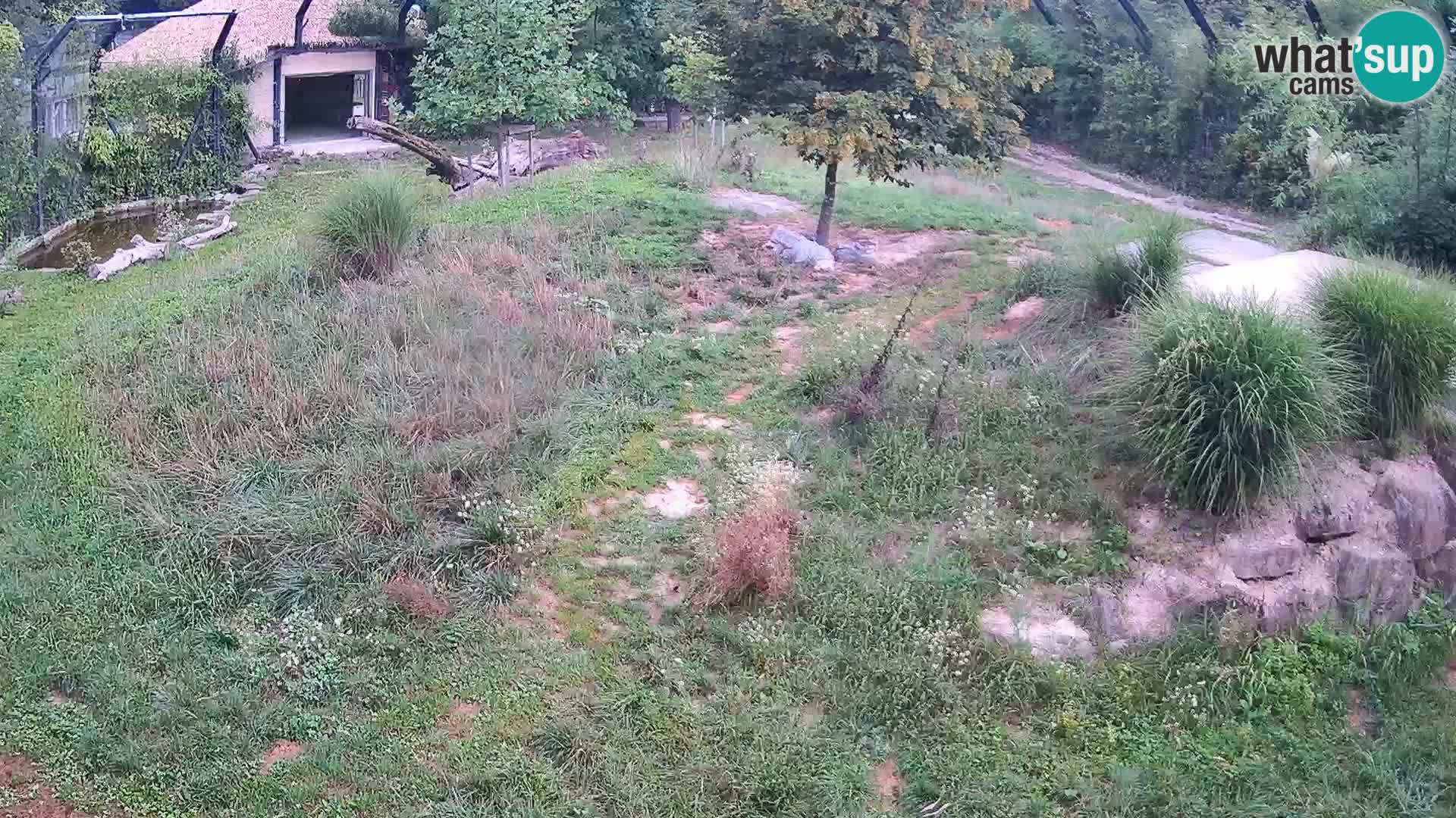 Live Ljubljana Zoo webcam Lion