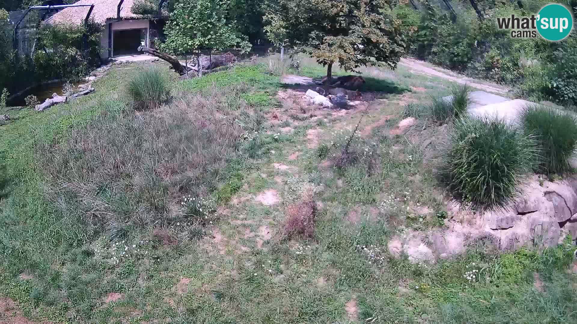 Zoo Ljubljana camera en vivo Leones