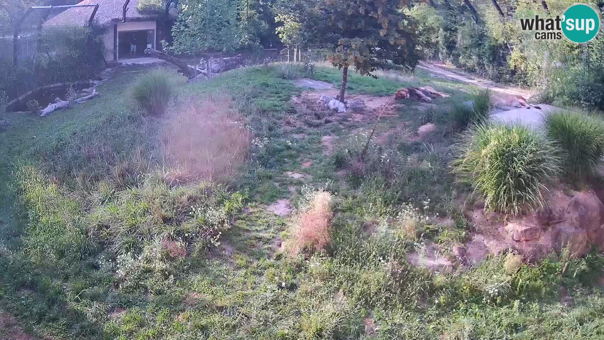 Live Ljubljana Zoo webcam Lion