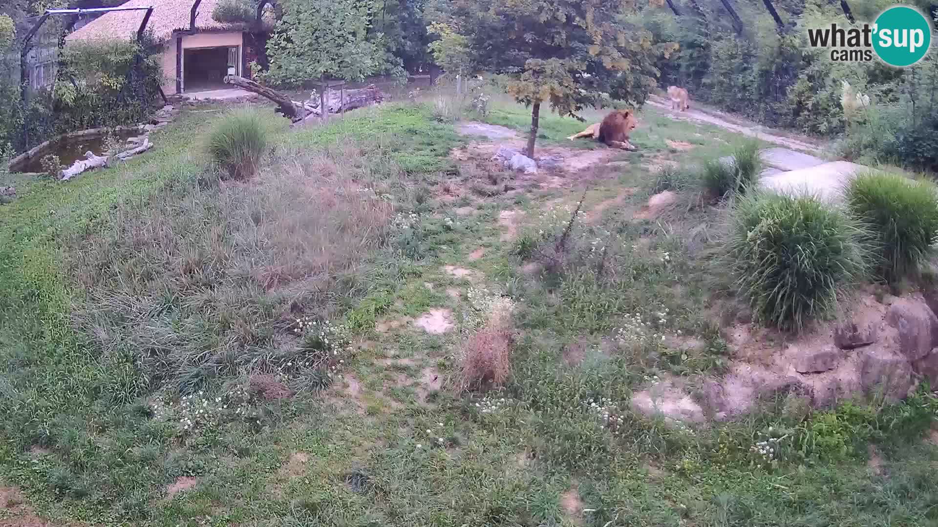 Zoo Ljubljana camera en vivo Leones