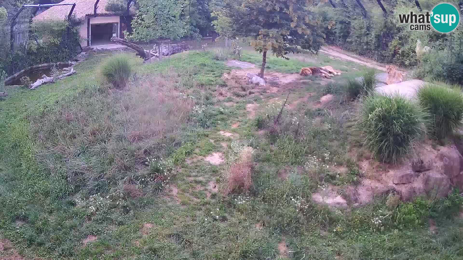 Ljubljana Zoo webcam Lion