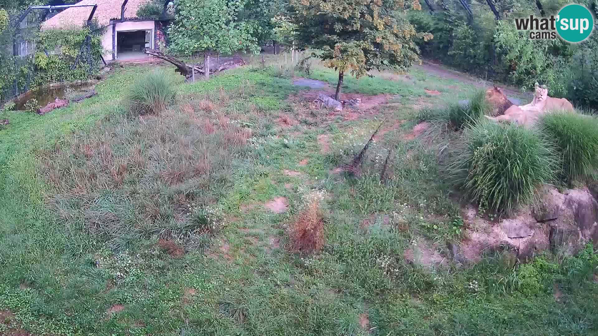 Zoo Ljubljana webcam Löwen