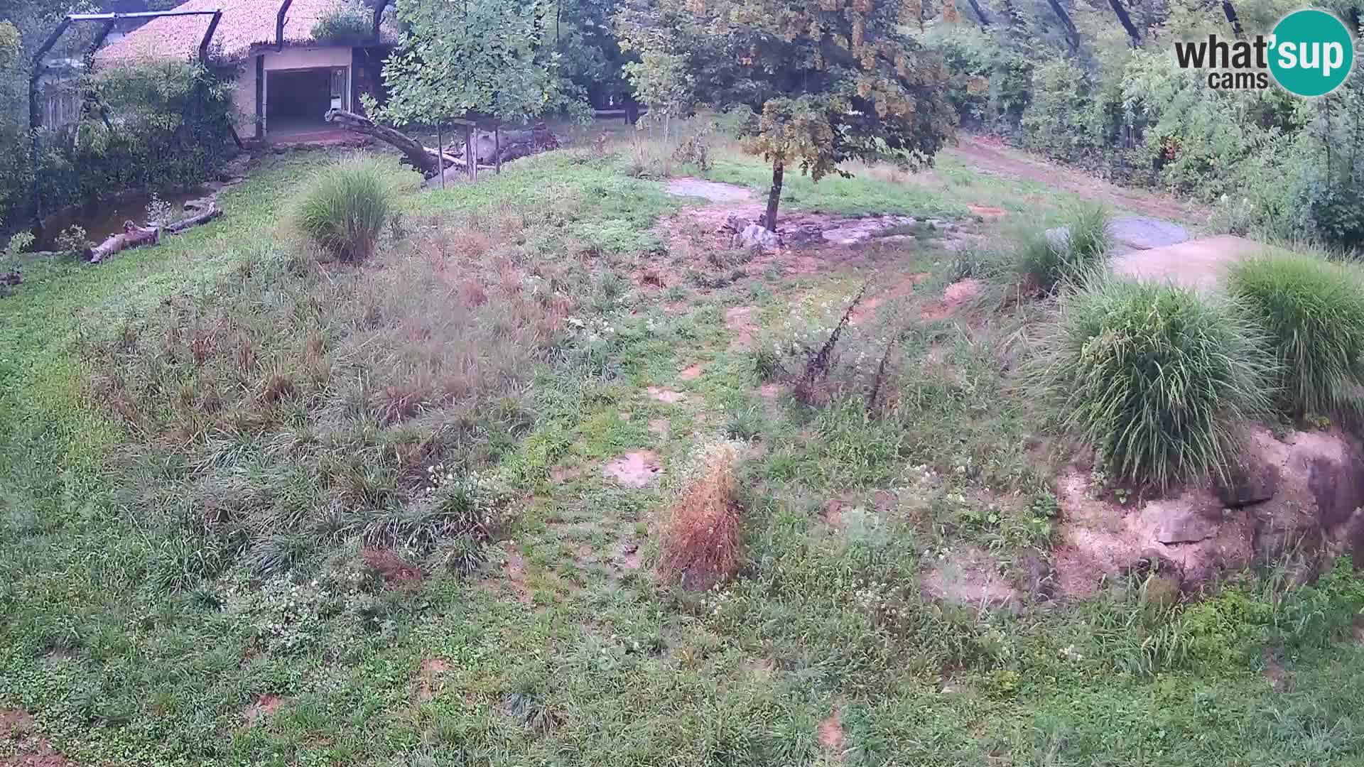 Zoo Ljubljana camera en vivo Leones